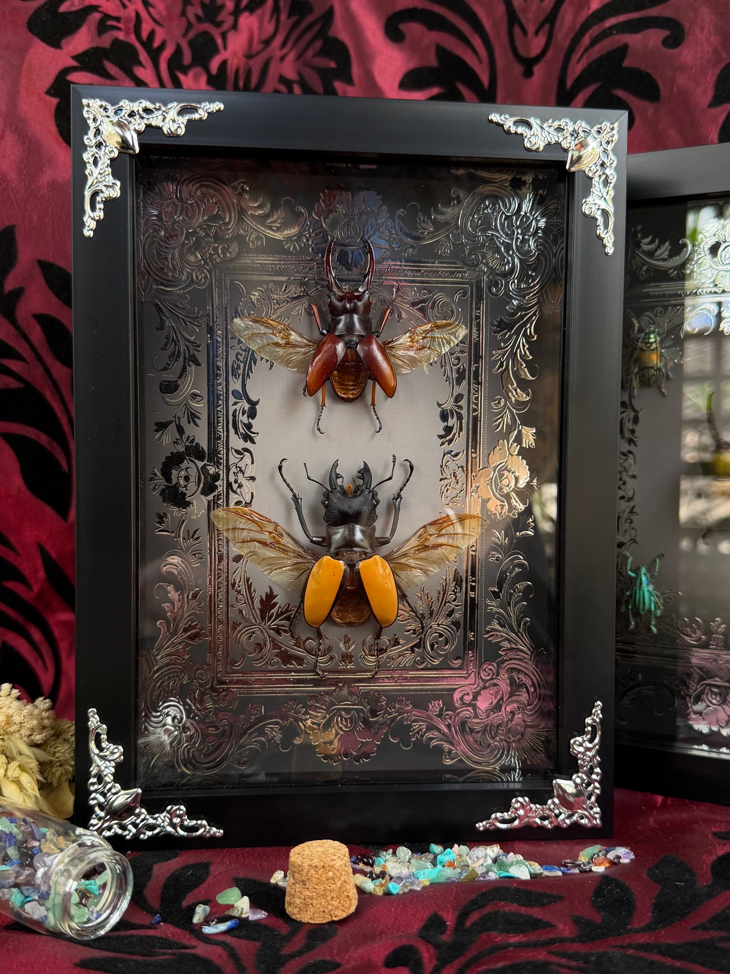 Stag Beetle Duo Framed Specimens (SILVER) - names in description