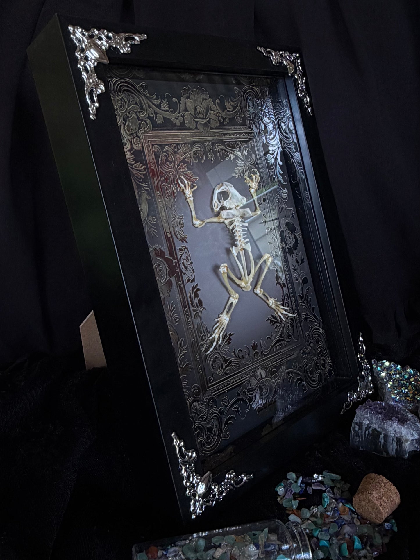 Asian Common Toad Skeleton - Duttaphrynus melanostictus Framed Specimen