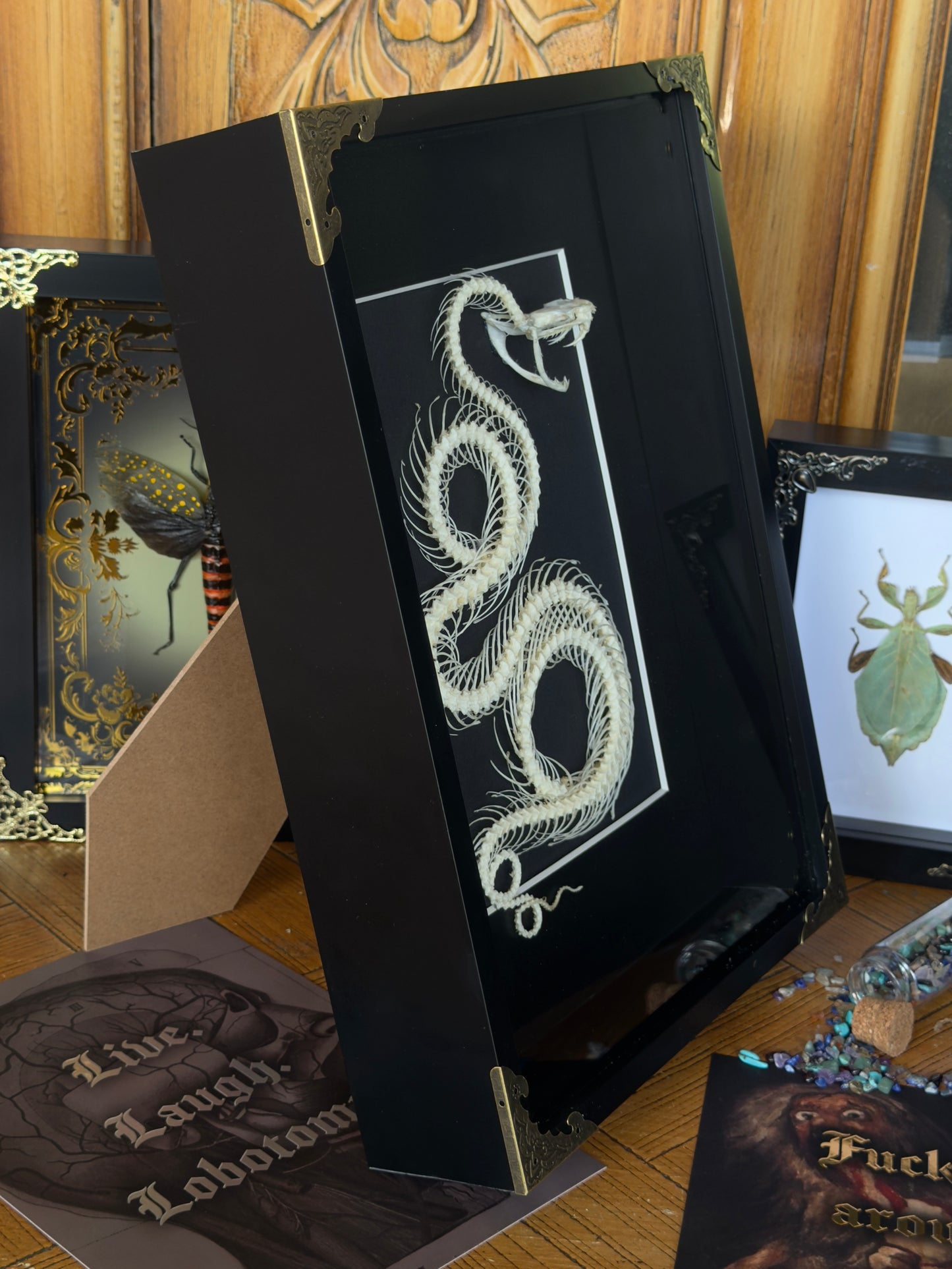 White Lipped Pit Viper Trimeresurus Albolabris Framed Skeleton Specimen