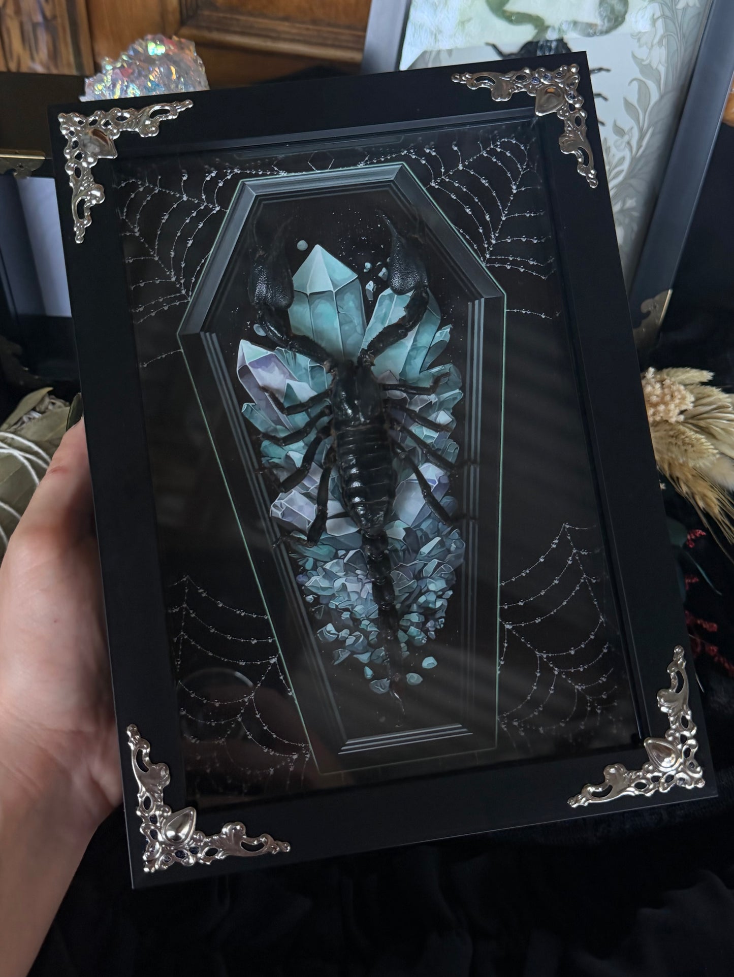 Forest Scorpion - Genus Heterometrus Frames Specimen (BLUE COFFIN)