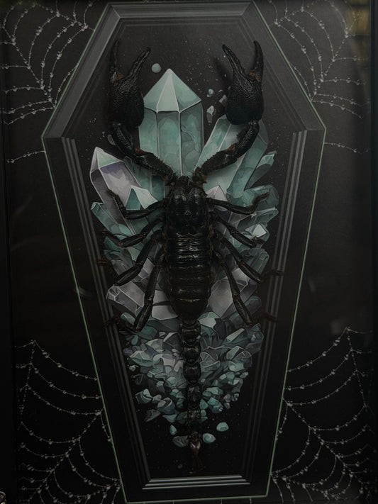 Forest Scorpion - Genus Heterometrus Frames Specimen (BLUE COFFIN)