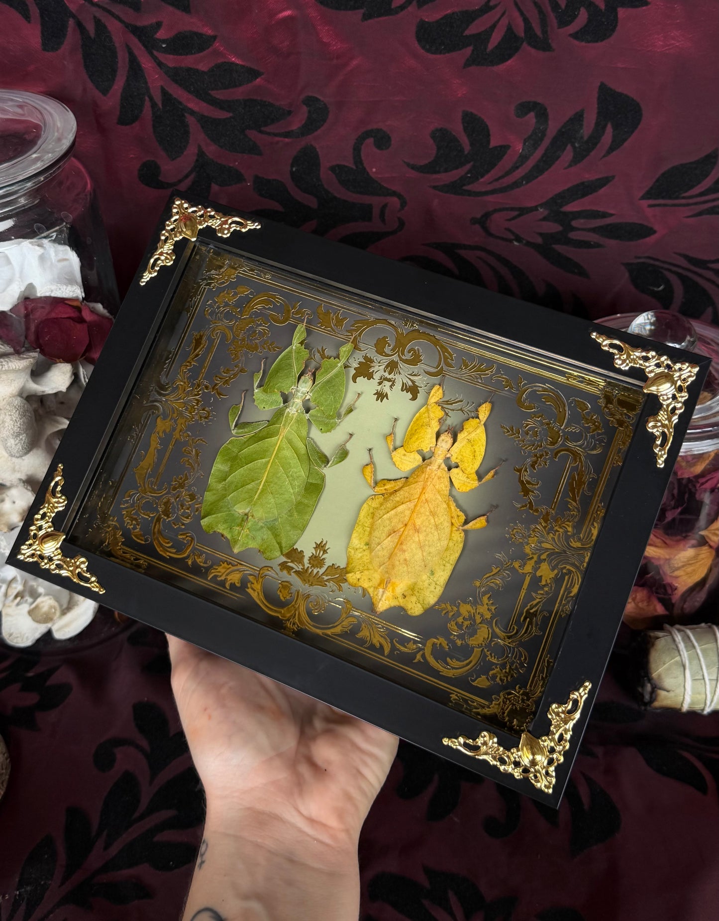 Leaf Bug DUO Pulchriphyllium Pulchrifolium Framed Specimen