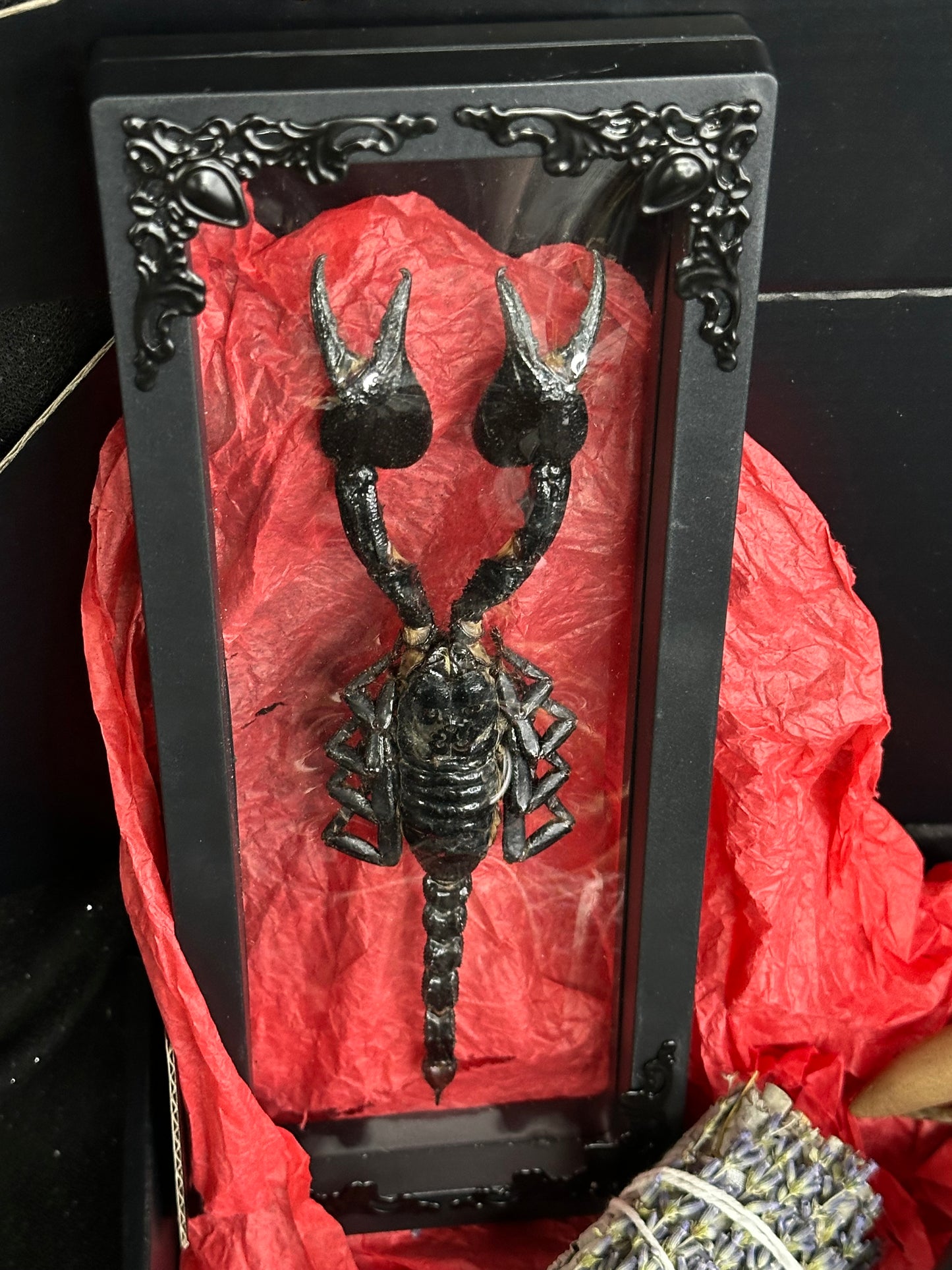 HALLOWEEN MYSTERY ODDITY FUNDRAISER BOX SML - Mother of Hades