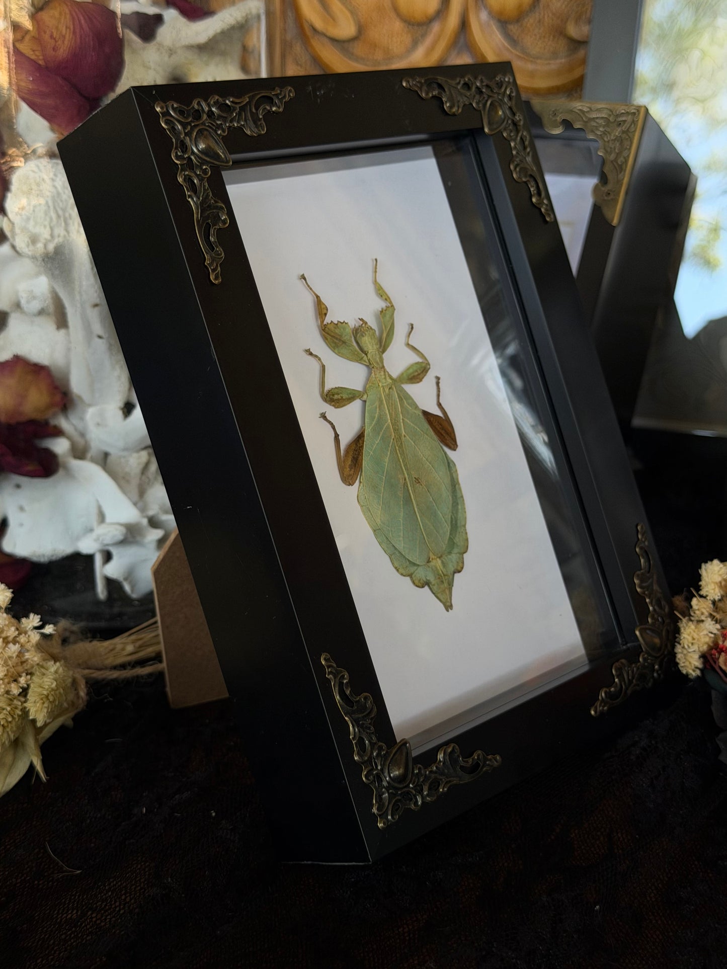Leaf Insect Phyllium nisus 4x6” Framed Specimen