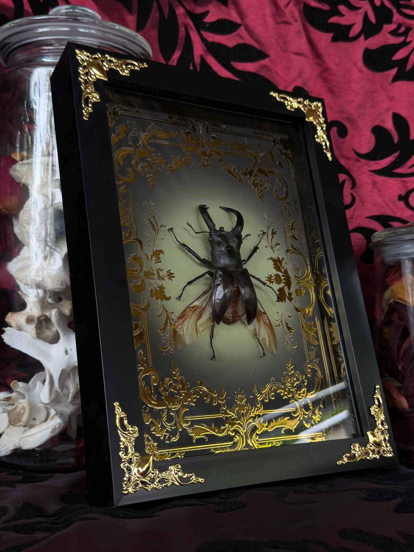 STAG BEETLE - Dorcus titanus yasuokai spread Framed specimen *LOPSIDED WINGS*