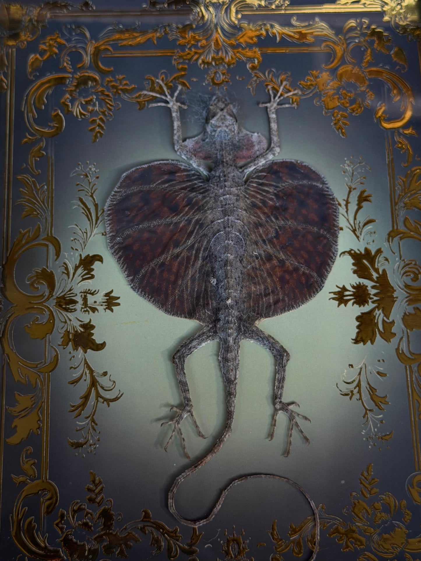 Flying Lizard - Draco Haematopogon Framed Specimen