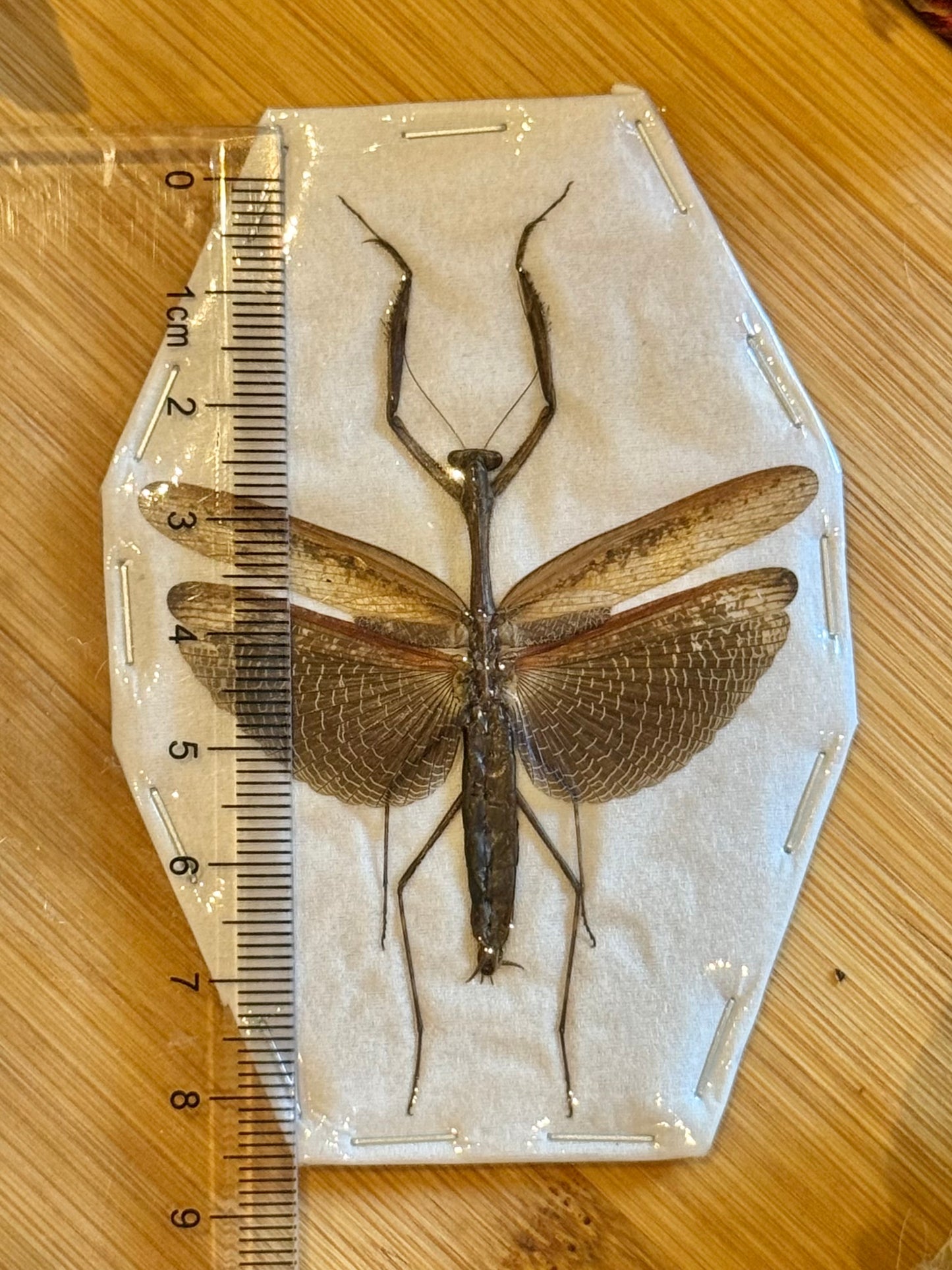 Asian Jumping Mantis- Statilia maculata maculata Specimen