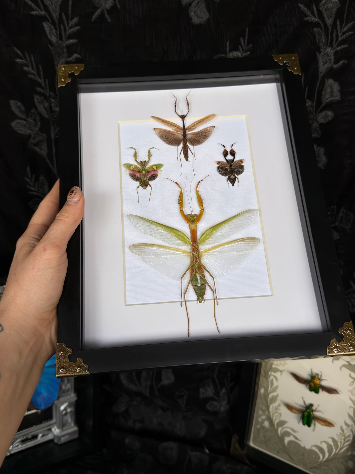 MANTIS QUAD - Praying Mantis Quad Specimen Frame