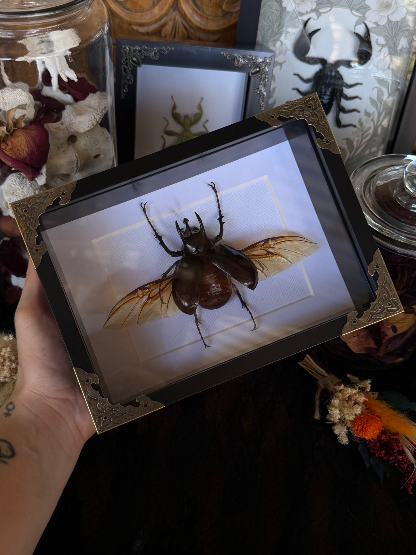 Atlas Beetle Chalcosoma atlas
Framed Specimen