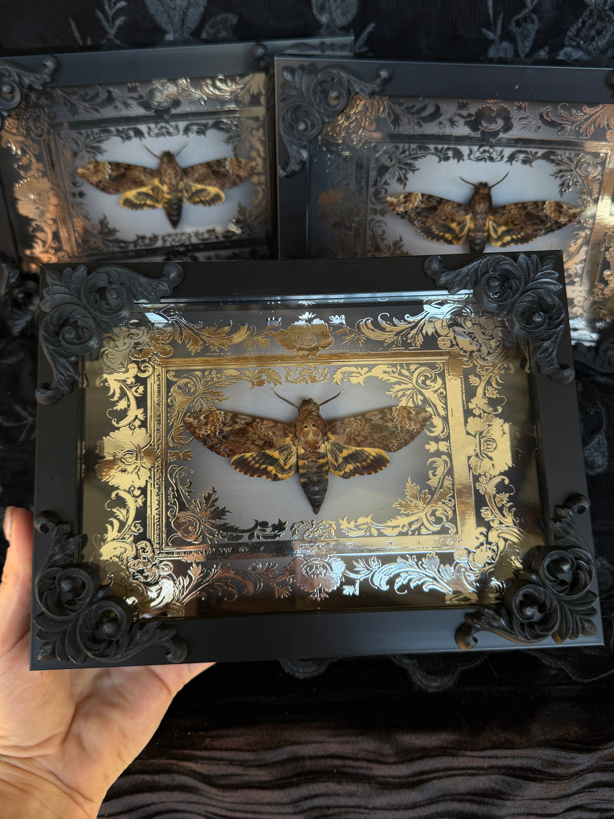 DEATH HEAD MOTH - Mother of Hades Framed Specimen