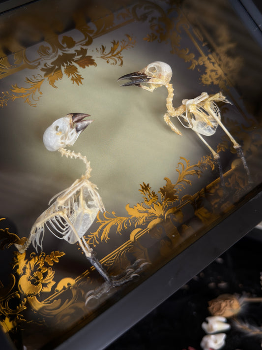 DOUBLE BIRD SKELETON - COMMON IORA & SCALY-BREASTED MUNIA Specimen Frame