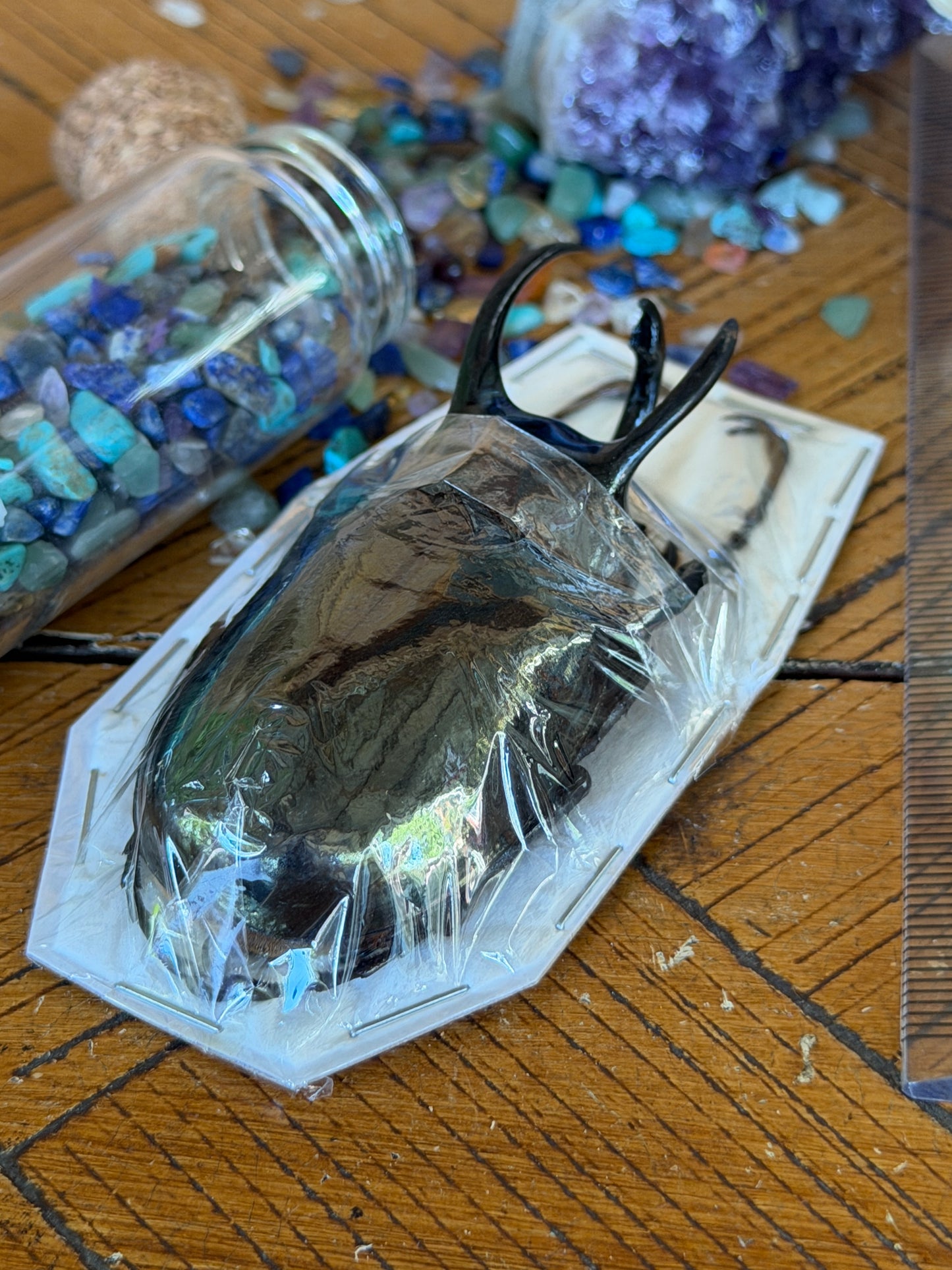 Atlas Beetle - Chalcosoma Atlas Atlas Medium