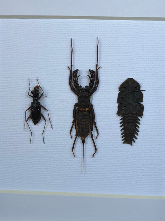 Tiger Beetle, Whip Scorpion & Trilobite TRIO Beetle Framed Specimen - NAMES IN DESCRIPTION