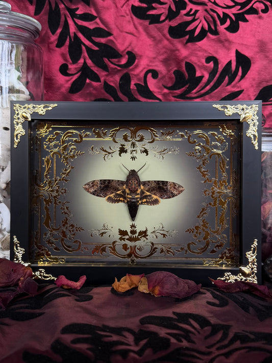 DEATH HEAD MOTH (lesser) - Acherontia styx Framed specimen