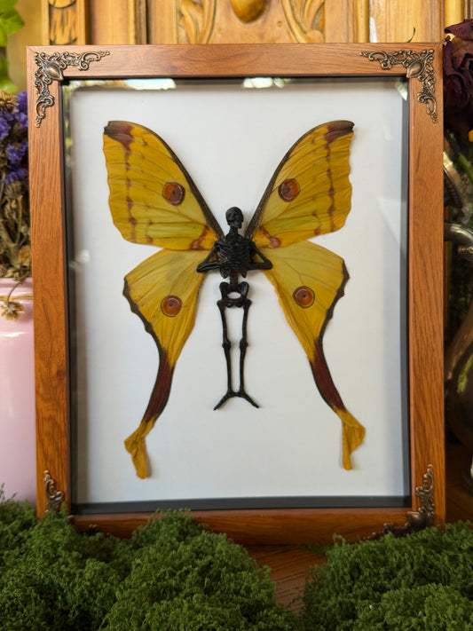 COMET MOTH FAIRY (F) - Mother of Hades Dead Fairy Collection