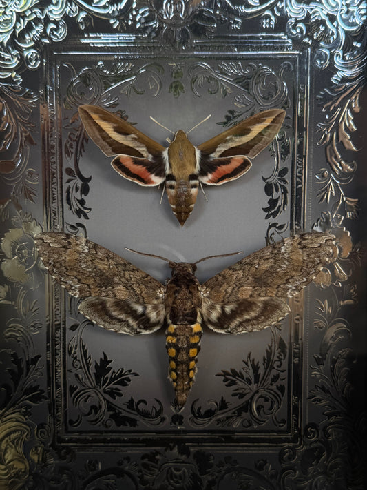 MOTH DUO Hawk Moths Hyles Gallii & Mansuca SP. Framed Specimen