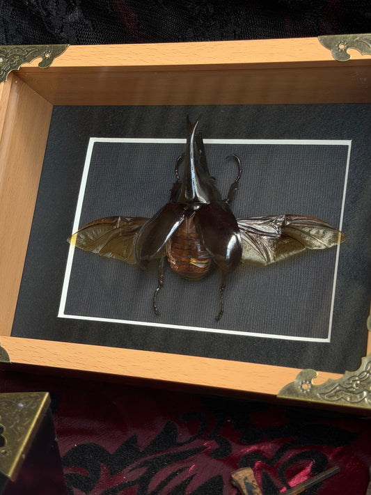 RHINOCEROS BEETLE - Genus Heterometrus Framed Specimen