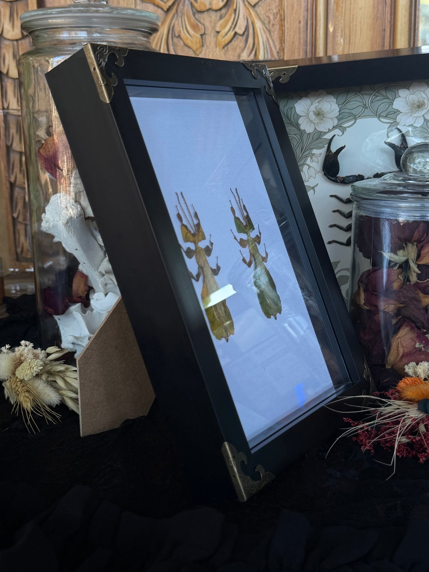 Leaf Bug DUO Pulchriphyllium Pulchrifolium Framed Specimen