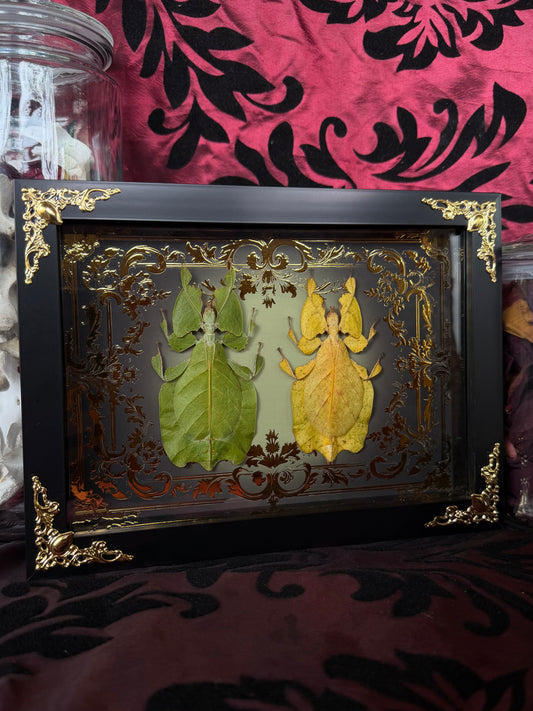 Leaf Bug DUO Pulchriphyllium Pulchrifolium Framed Specimen