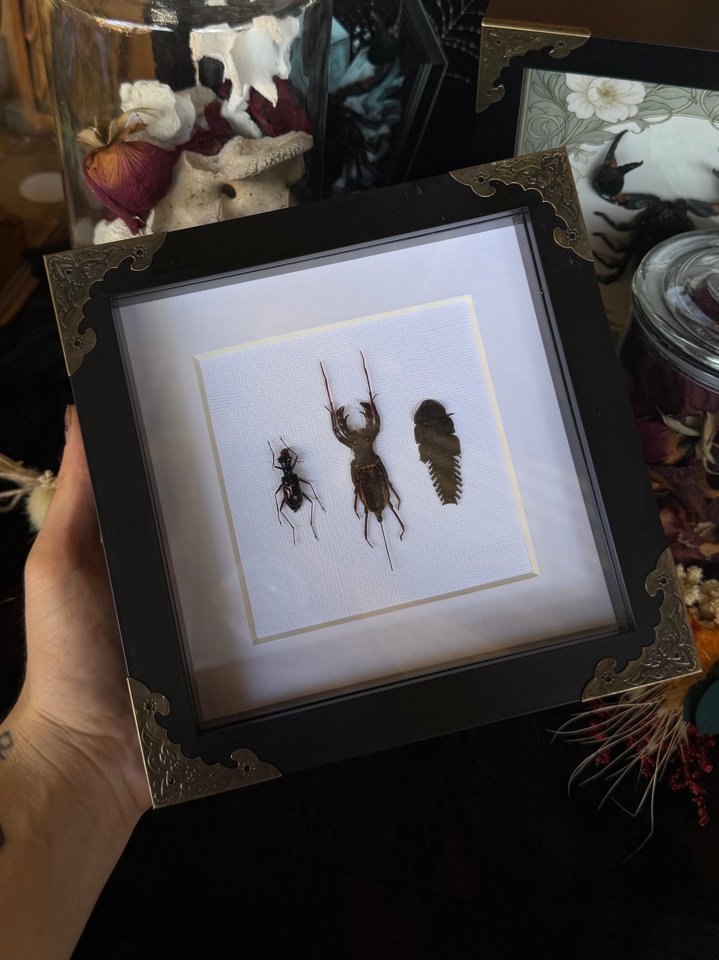 Tiger Beetle, Whip Scorpion & Trilobite TRIO Beetle Framed Specimen - NAMES IN DESCRIPTION