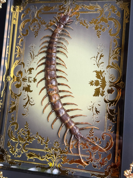Centipede - Scolipendra Piceoflava Framed Specimen