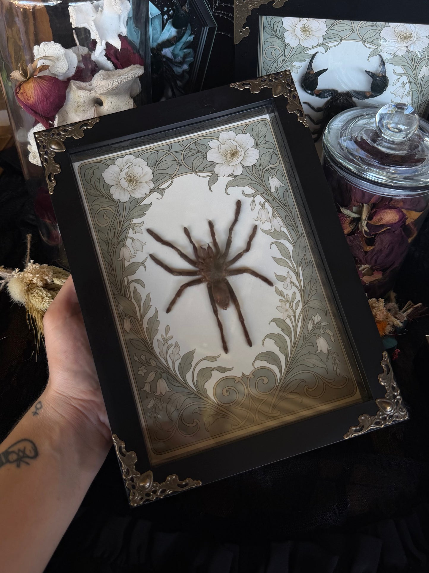 Javan Yellow-kneed Tarantula- Selenocosmia dolichoplectra Framed Specimen (SAGE)
