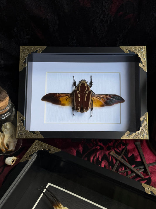 Uganda Flower Beetle - Mecynorrhina torquata ugandensis Framed Specimen