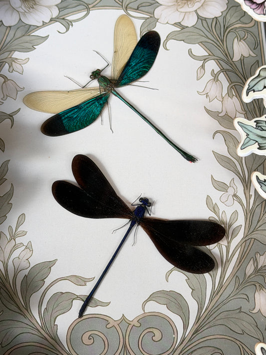 DRAGON FLY DUO Green Metalwing Damselfly & Nila Flashwing Damselfly