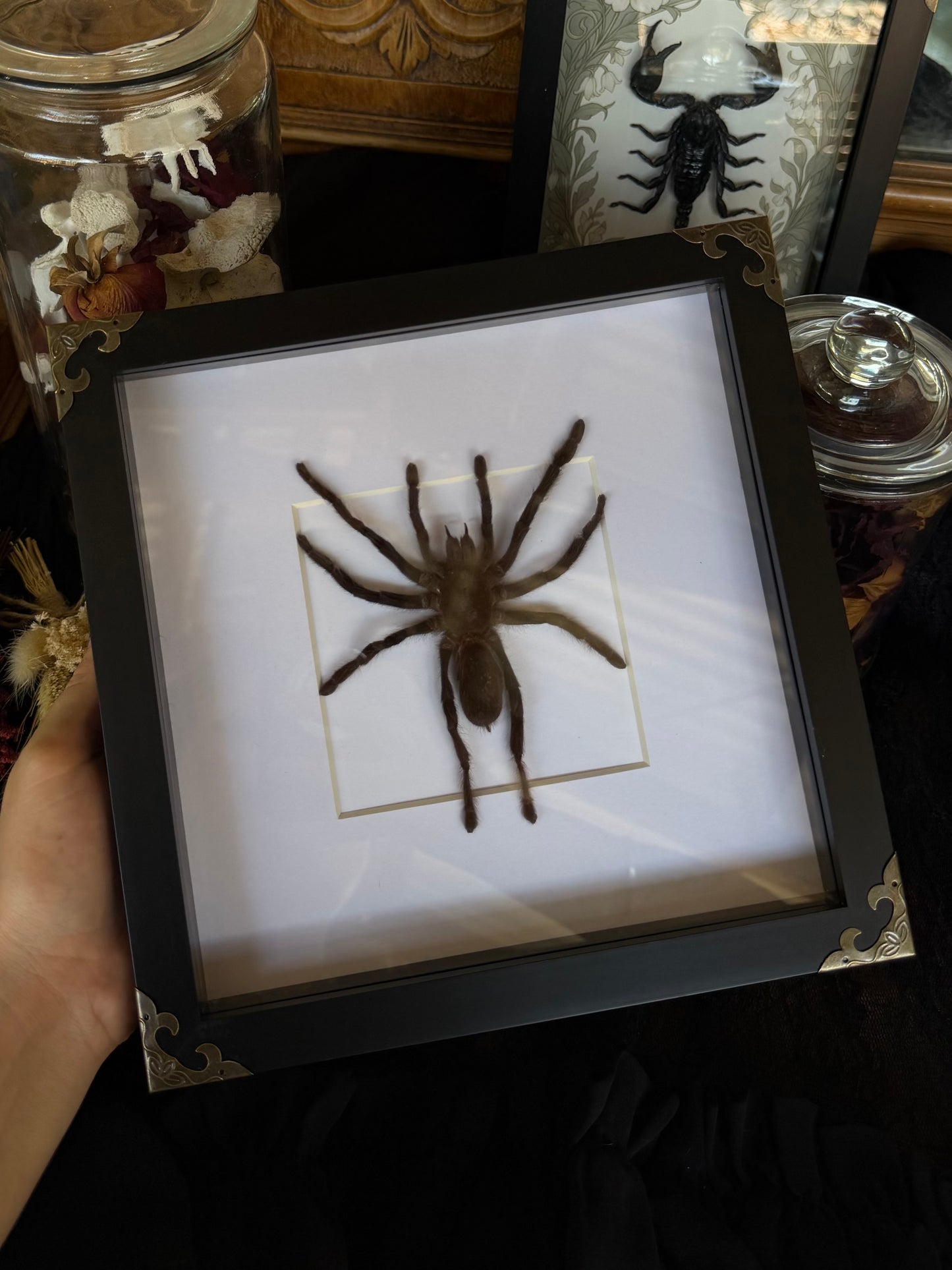 Javan Yellow-kneed Tarantula- Selenocosmia dolichoplectra Framed Specimen
