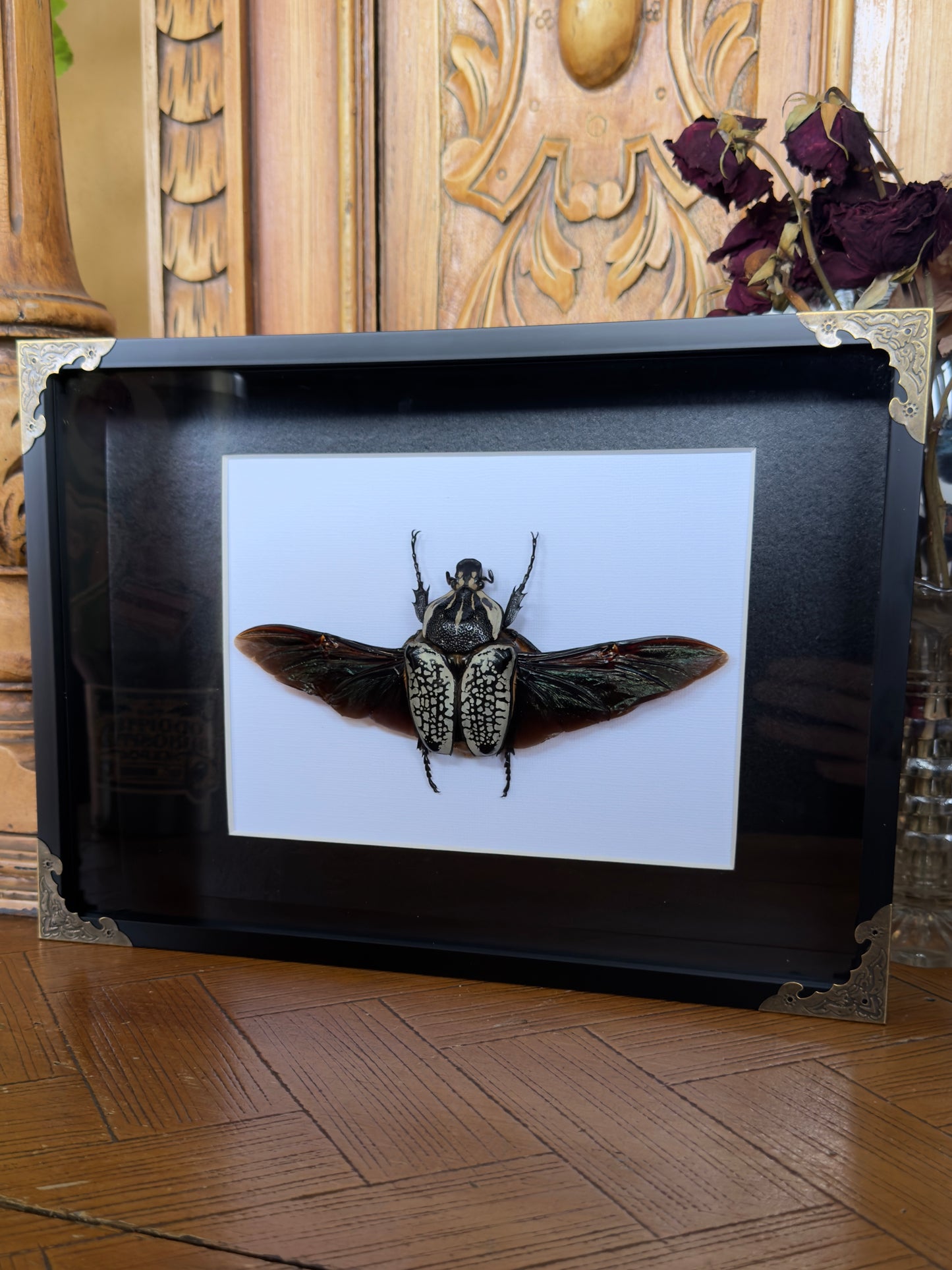 GOLIATH BEETLE Goliathus orientalis Framed Specimen