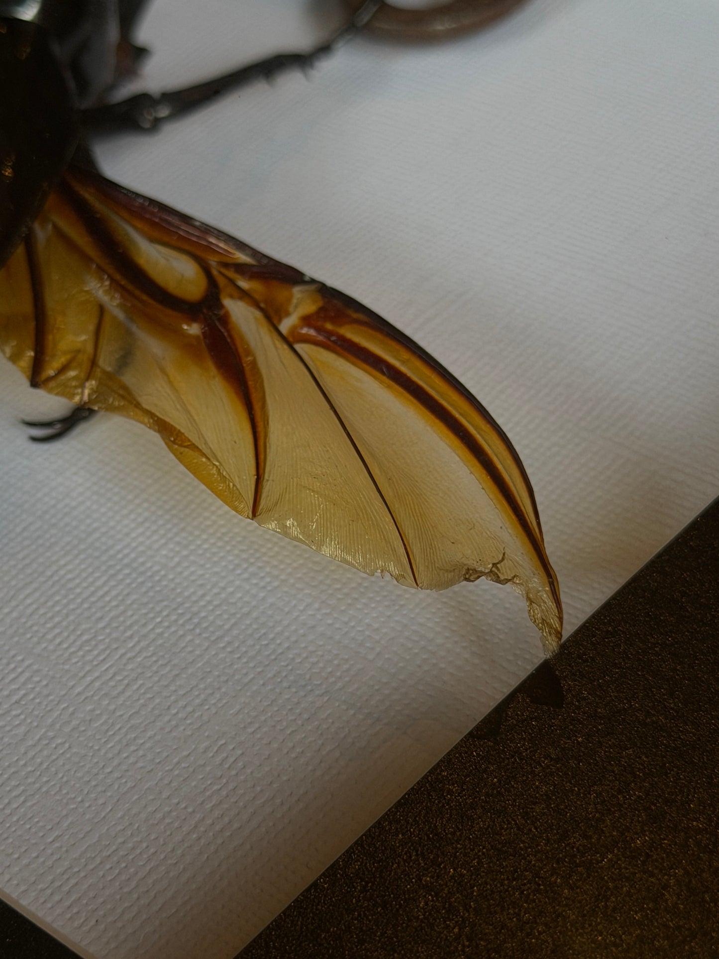 ATLAS BEETLE with key chalcosoma atlas Framed Specimen *damaged wing*