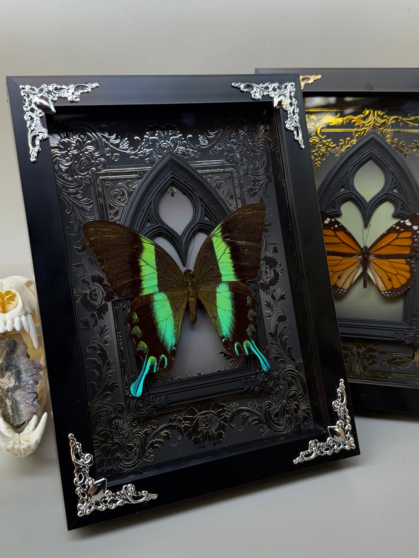 MONARCH BUTTERFLY - Danaus Plexippus Framed Specimen