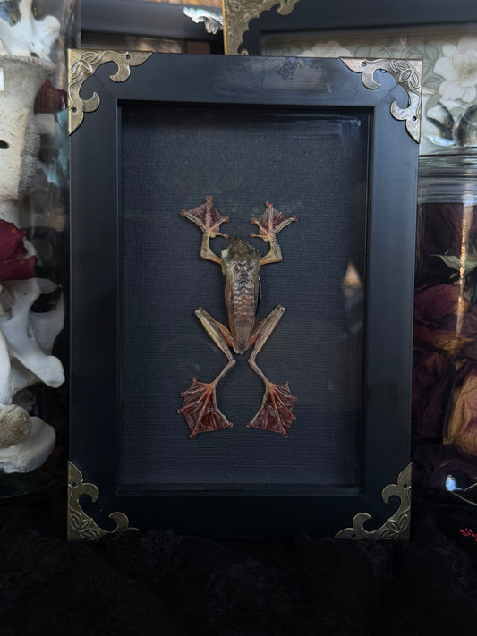 Harlequinn Tree Frog Rhacophorus pardalis Framed Specimen