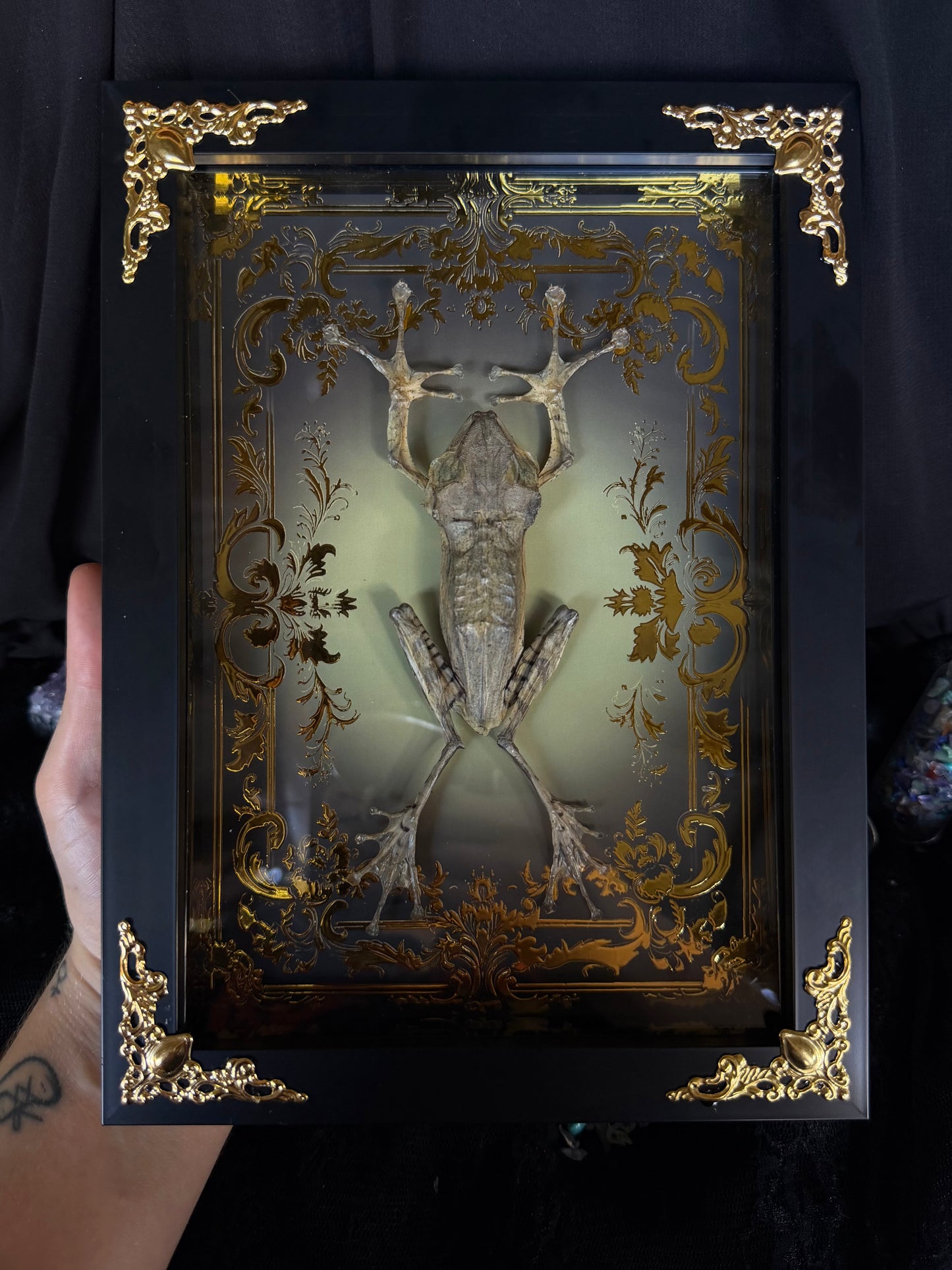 File-Eared Tree Frog - Polypedates otilophus Framed specimen