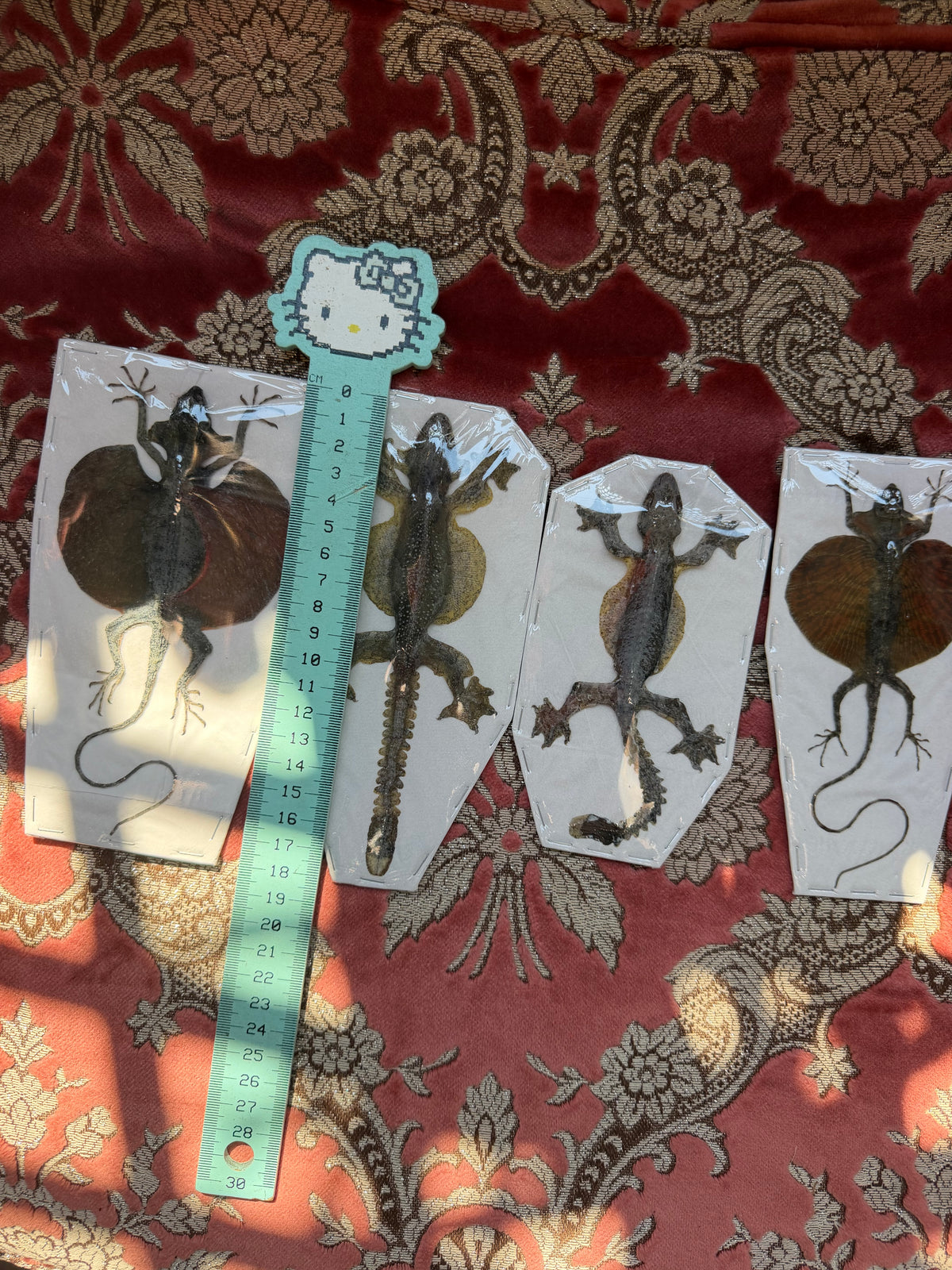 LIZARDS AND TOADS - destash pack