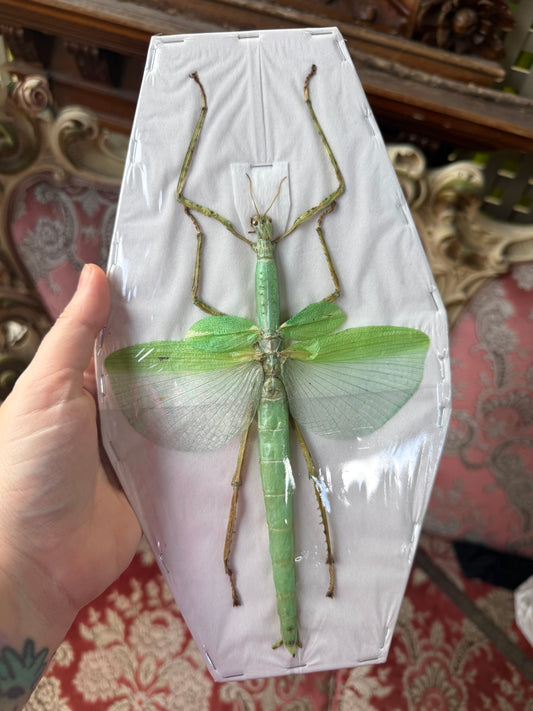 Eurycnema versirubra - stick insect specimen