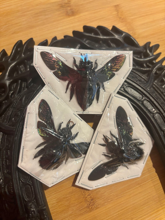 Xylocopa latipes - GIANT Carpenter bee trio (3) specimens