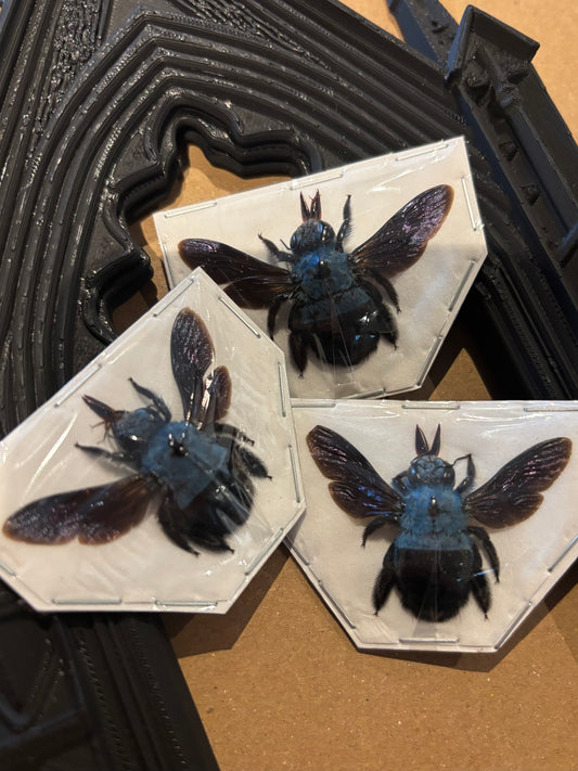 Xylocopa ceruelea - blue Carpenter bee trio (3) specimens
