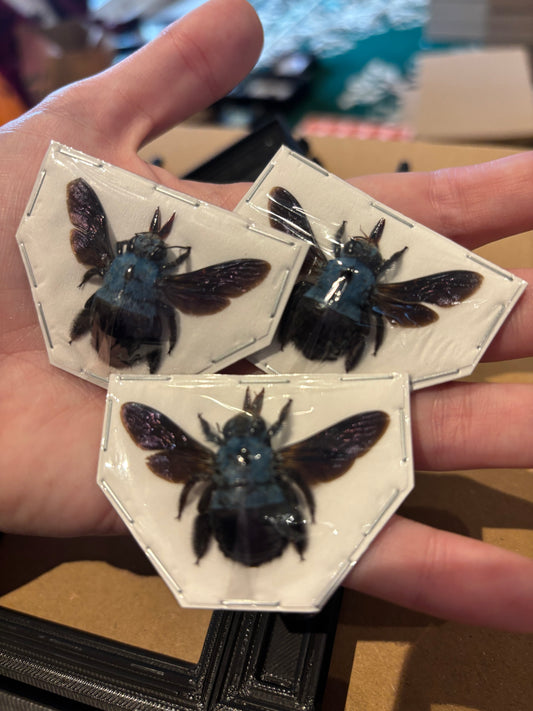 Xylocopa ceruelea - blue Carpenter bee trio (3) specimens