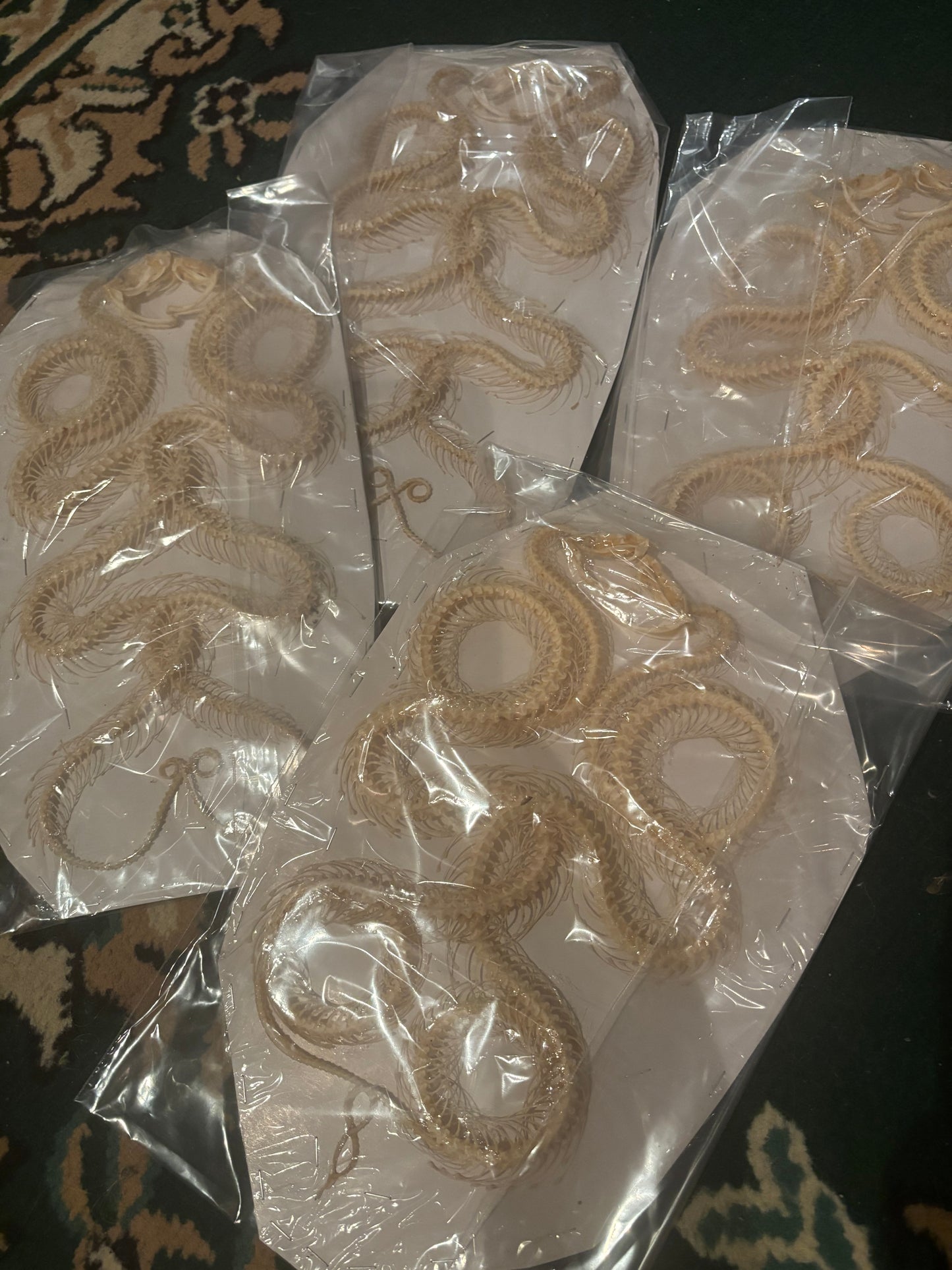 A- DOUBLE White-lipped Pit Viper Snake Skeleton-Trimeresurus albolabris specimen