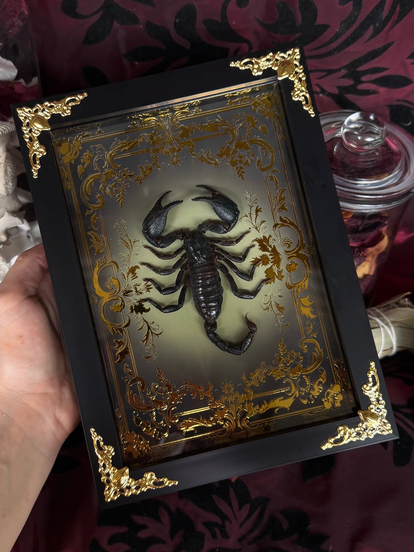 Forest Scorpion - Genus Heterometrus Frames Specimen (GOLD)