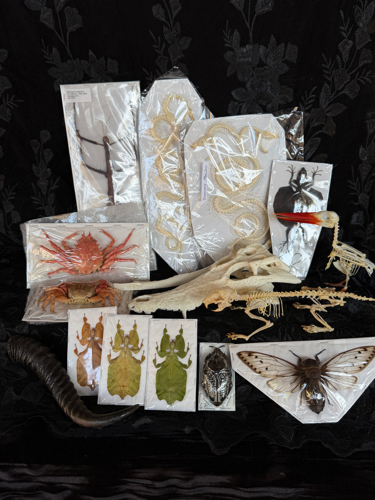 ULTIMATE ODDITIES - destash pack