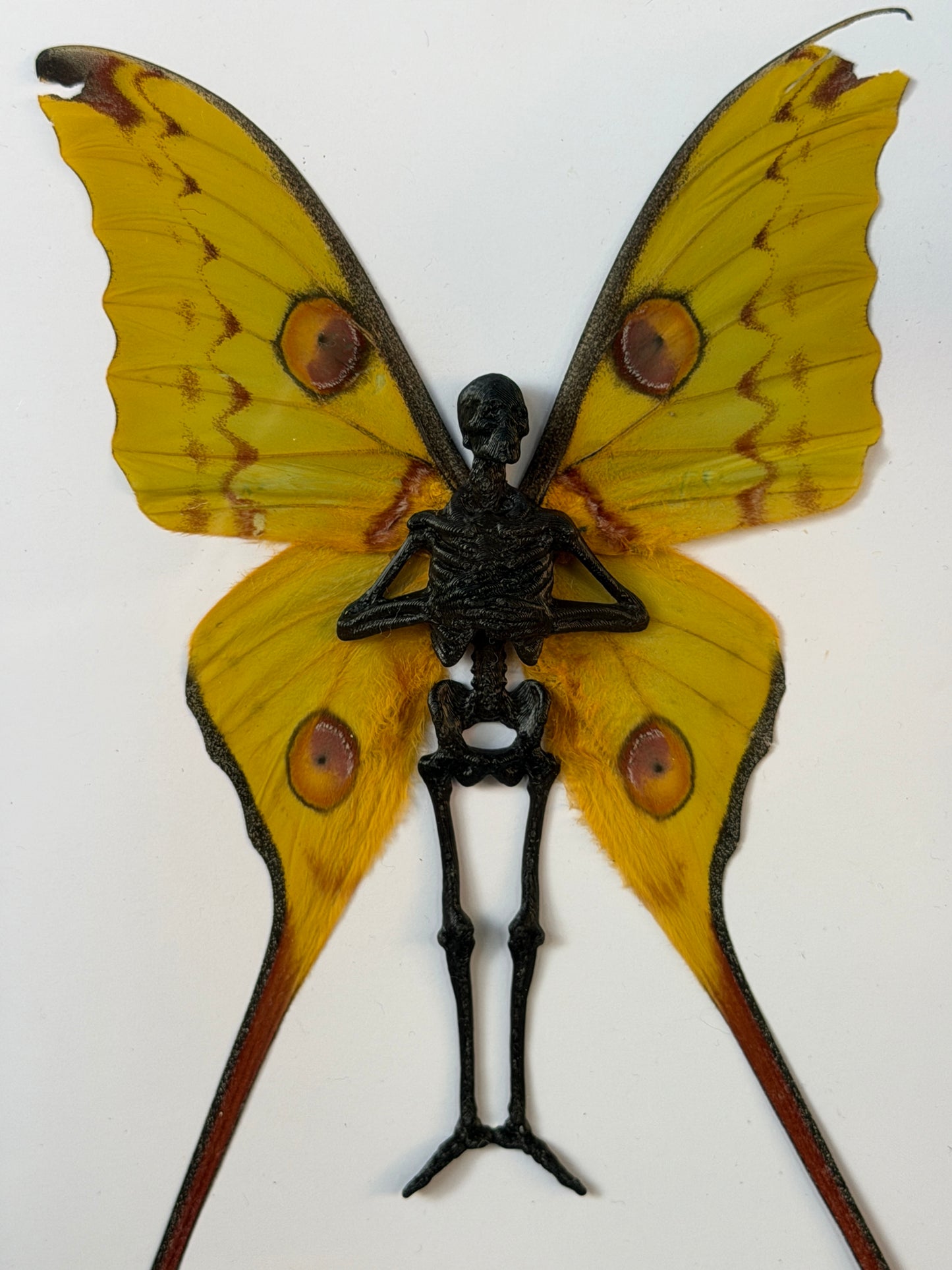 COMET MOTH FAIRY - Mother of Hades Dead Fairy Collection