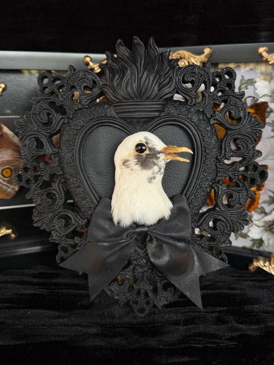 PIGEON HEAD - Mother of Hades Black Heart Open Display Frame