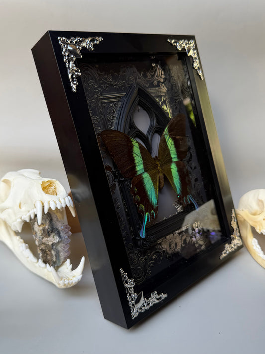 GREEN SWALLOWTAIL - Papilio Blumei Framed Specimen *DAMAGED*