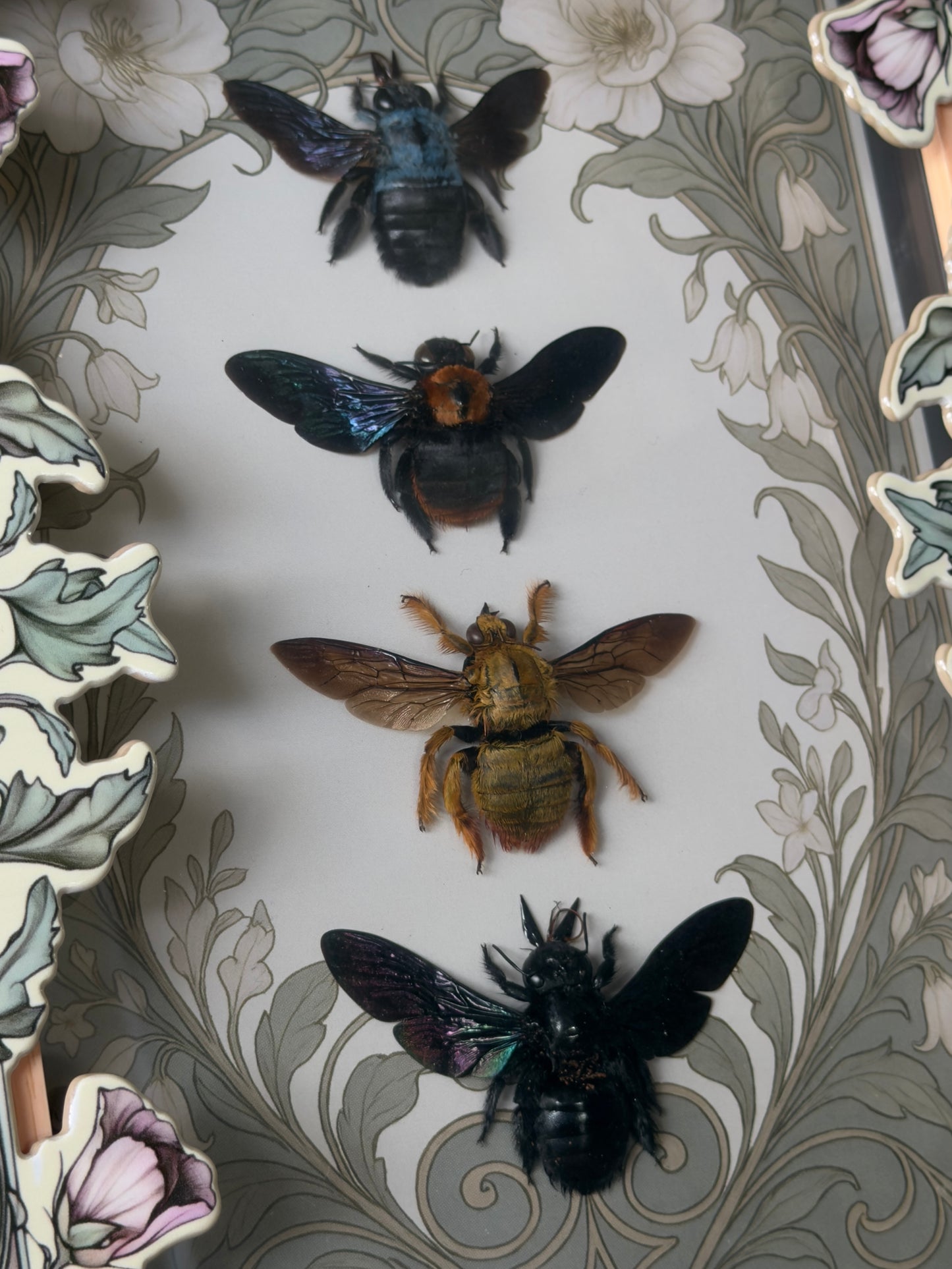 Quad Carpenter Bee Framed Specimens - names in description