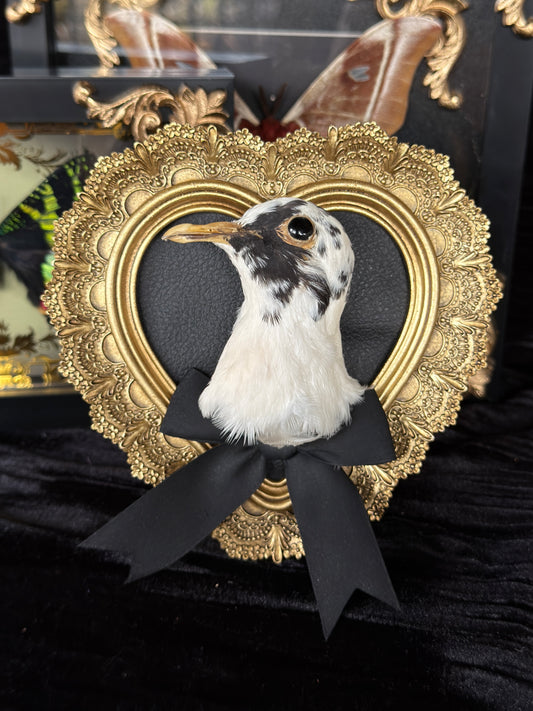PIGEON HEAD - Mother of Hades Small Gold Heart Open Display Frame