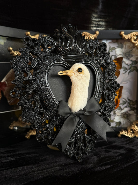 PIGEON HEAD - Mother of Hades Black Heart Open Display Frame