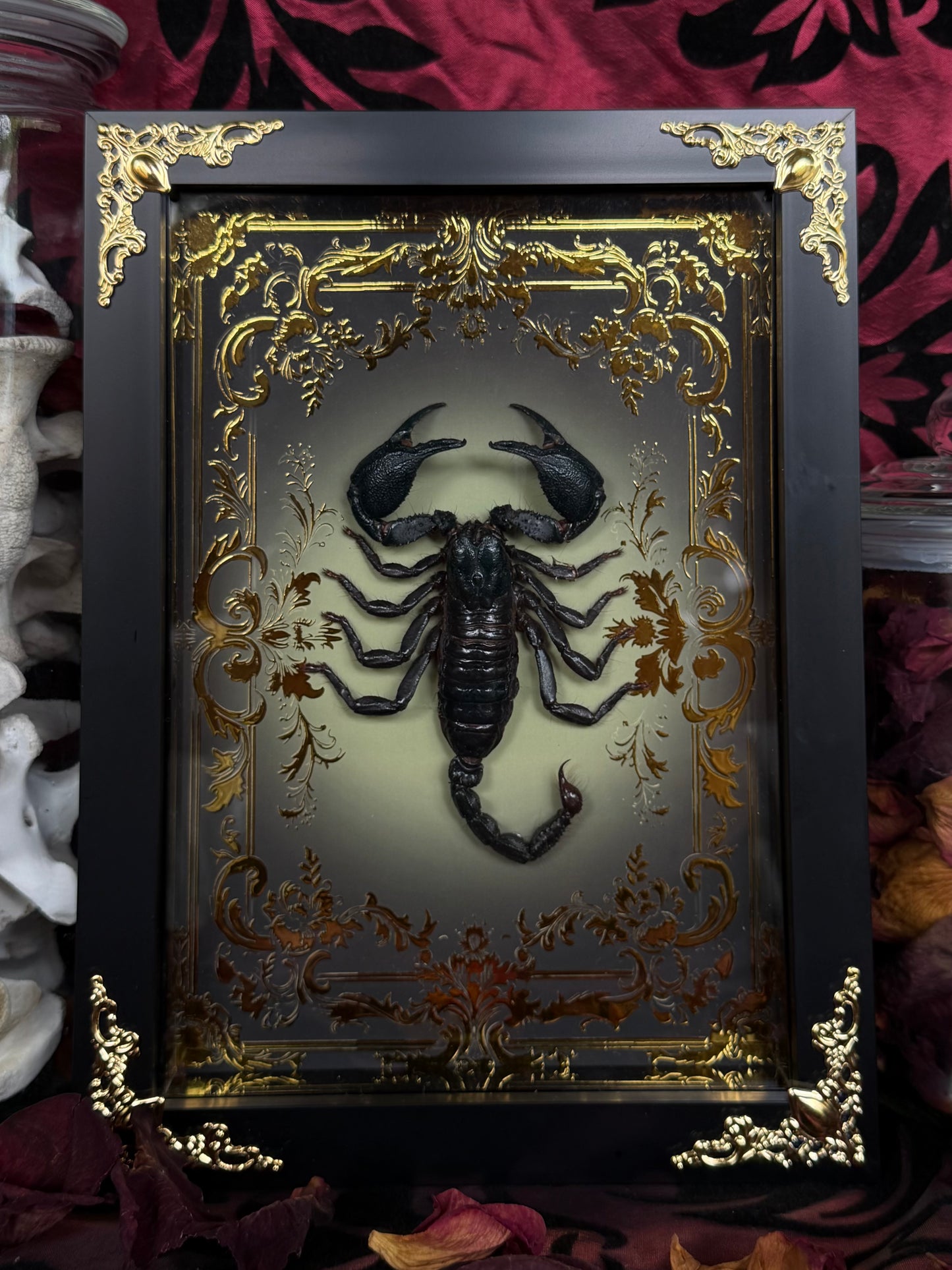 Forest Scorpion - Genus Heterometrus Frames Specimen (GOLD)