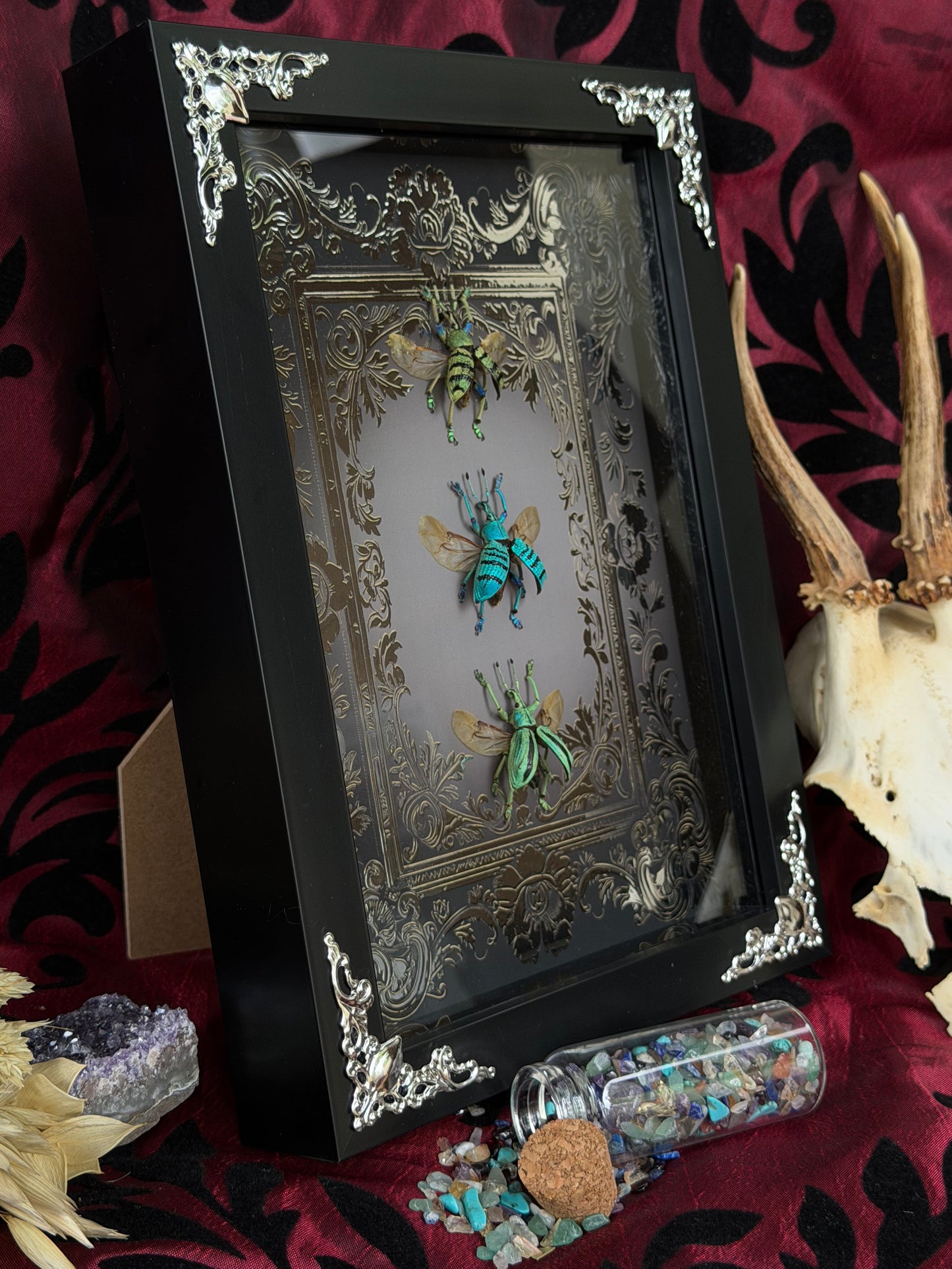 Weevil Trio Framed Specimens (SILVER) - names in description